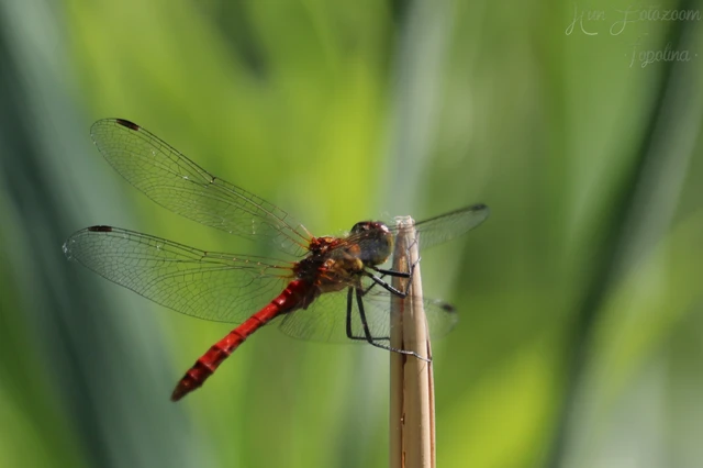 Sympetrum sanguineum - vörös katona-szitakötő Sympetrum sanguineum - vörös katona-szitakötő