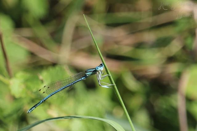 Platycnemis pennipes - széleslábú szitakötő