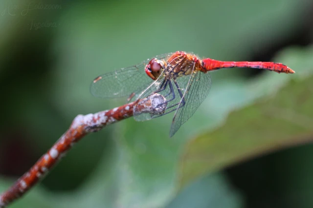 Sympetrum sanguineum - vörös katona-szitakötő Sympetrum sanguineum - vörös katona-szitakötő