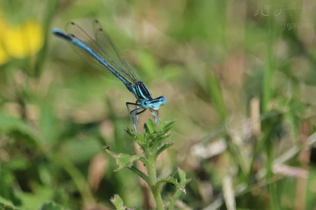 Platycnemis pennipes - széleslábú szitakötő
