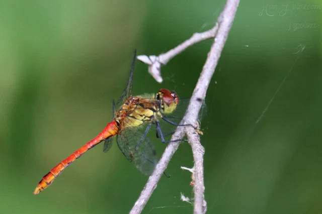 Sympetrum sanguineum - vörös katona-szitakötő Sympetrum sanguineum - vörös katona-szitakötő