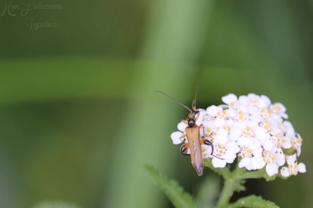Oedemera podagrariae - székfű-álcincér