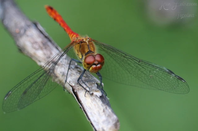 Sympetrum sanguineum - vörös katona-szitakötő Sympetrum sanguineum - vörös katona-szitakötő