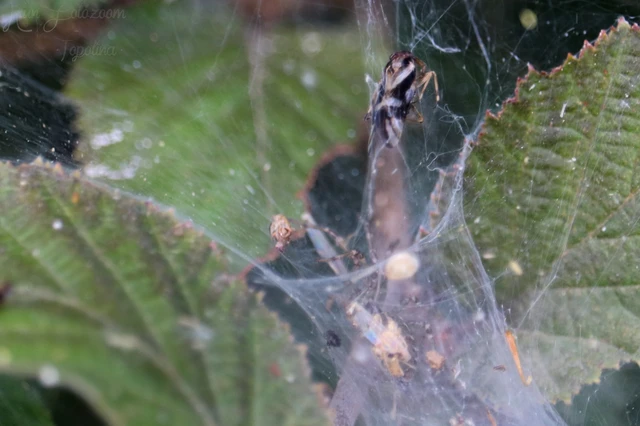Araneae - Pókok