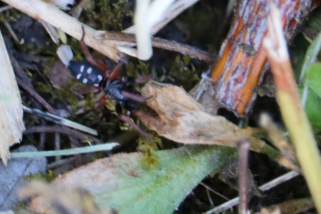 Araneae - Pókok