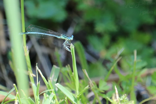 Platycnemis pennipes - széleslábú szitakötő