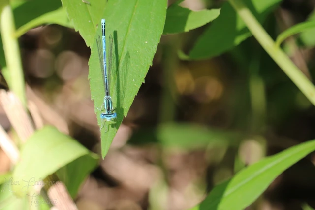 Platycnemis pennipes - széleslábú szitakötő