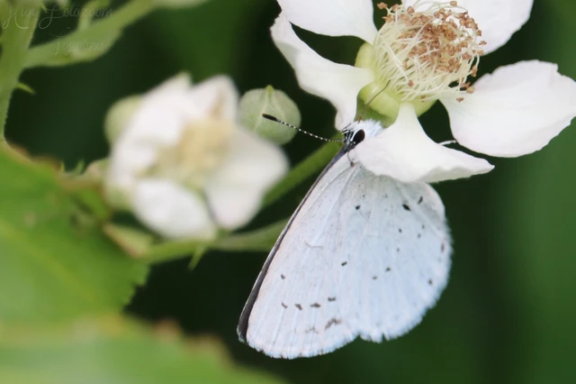 Celastrina argiolus - bengeboglárka