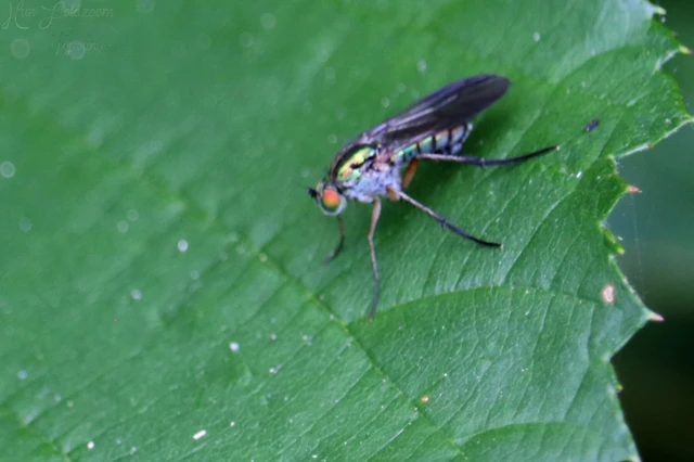 Diptera - Kétszárnyúak