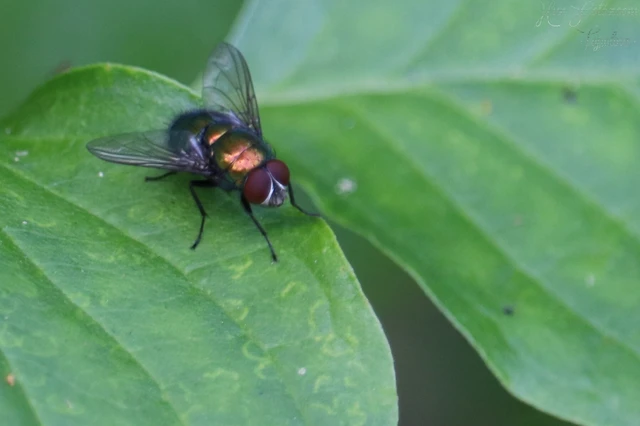 Diptera - Kétszárnyúak