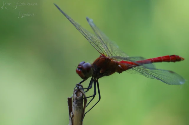 Sympetrum sanguineum - vörös katona-szitakötő Sympetrum sanguineum - vörös katona-szitakötő