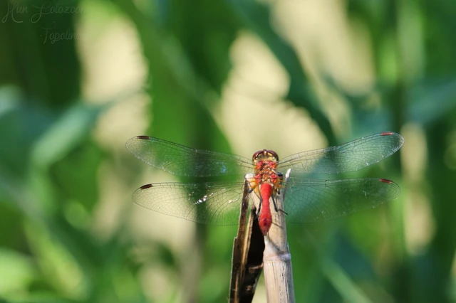 Sympetrum sanguineum - vörös katona-szitakötő Sympetrum sanguineum - vörös katona-szitakötő