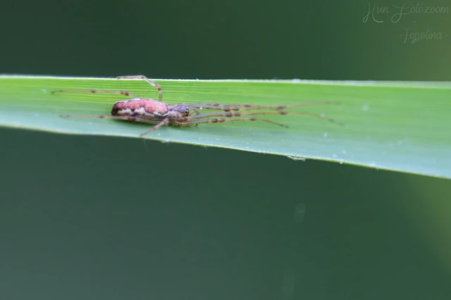Araneae - Pókok