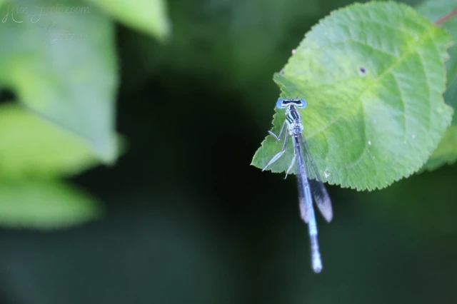 Platycnemis pennipes - széleslábú szitakötő
