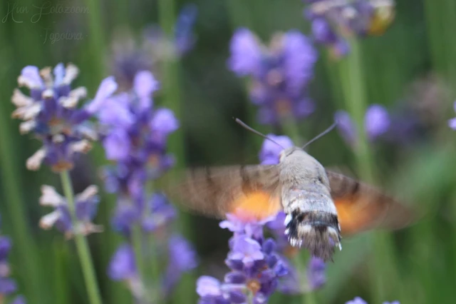 Macroglossum stellatarum - kacsafarkú szender