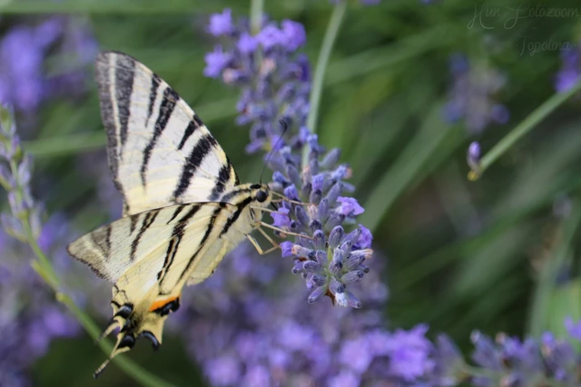 Iphiclides podalirius - kardoslepke