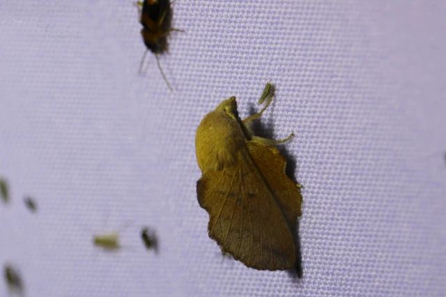 Phyllodesma tremulifolia - nyárlevélpohók