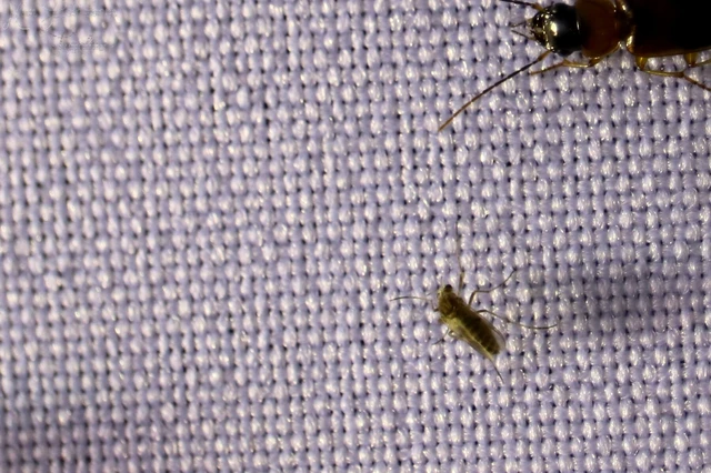 Diptera - Kétszárnyúak