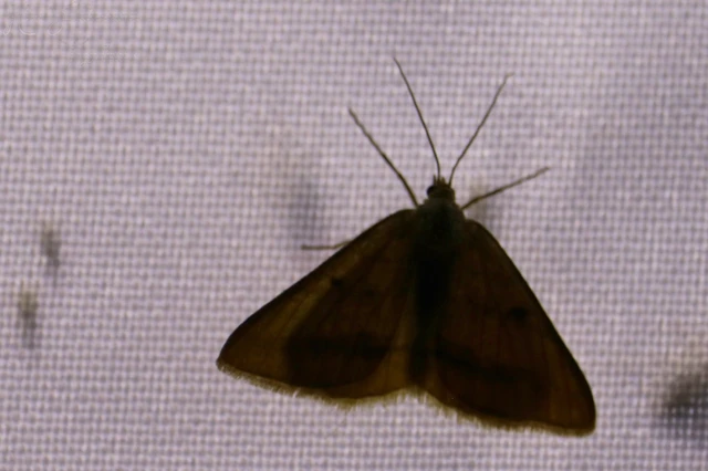 Tephrina arenacearia - lucerna-araszoló