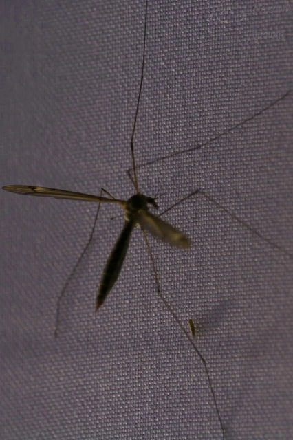 Diptera - Kétszárnyúak