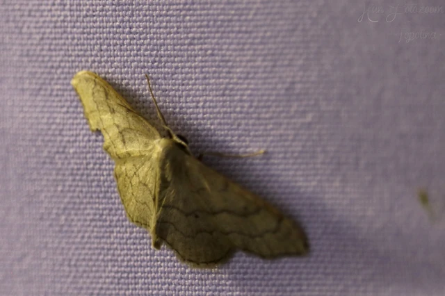 Idaea aversata - nagy sávosaraszoló