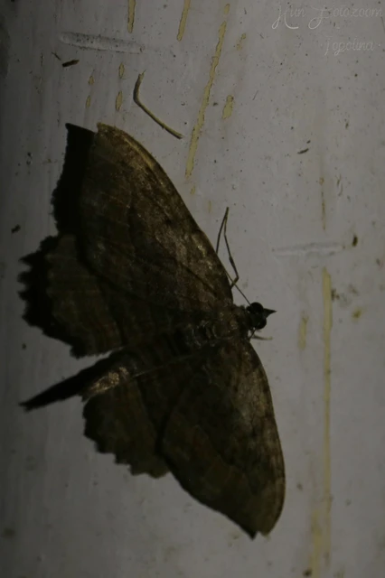 Philereme transversata - varjútövis-araszoló