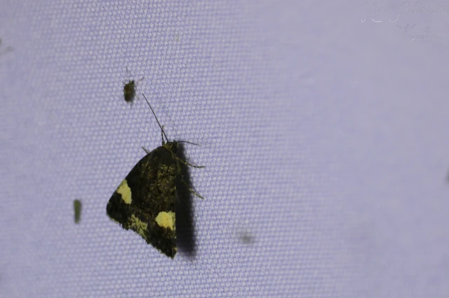Tyta luctuosa - fekete nappalibagoly