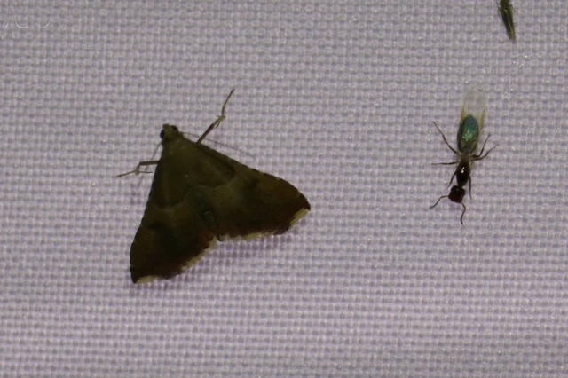 Colobopsis truncata - kapushangya