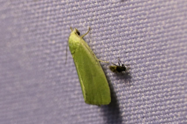 Oxycarenidae - orrosbodobácsok