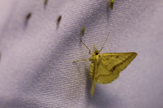 Tephrina arenacearia - lucerna-araszoló