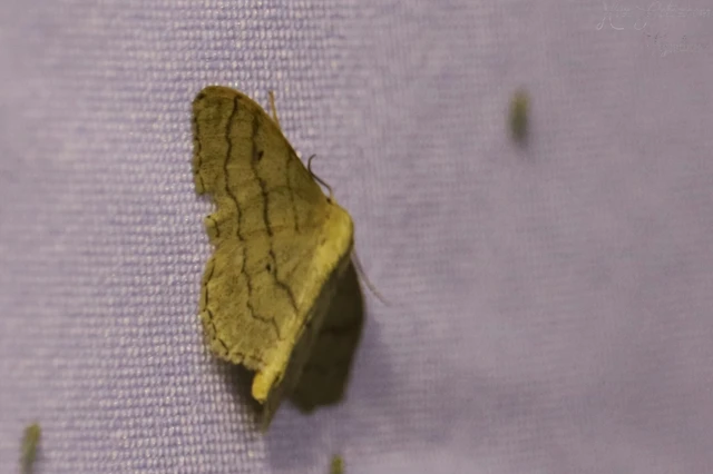 Idaea aversata - nagy sávosaraszoló