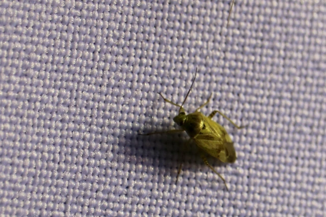 Miridae - mezeipoloskák