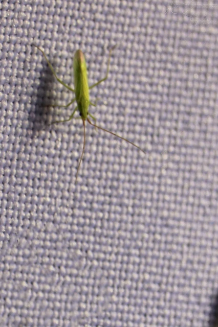 Trigonotylus