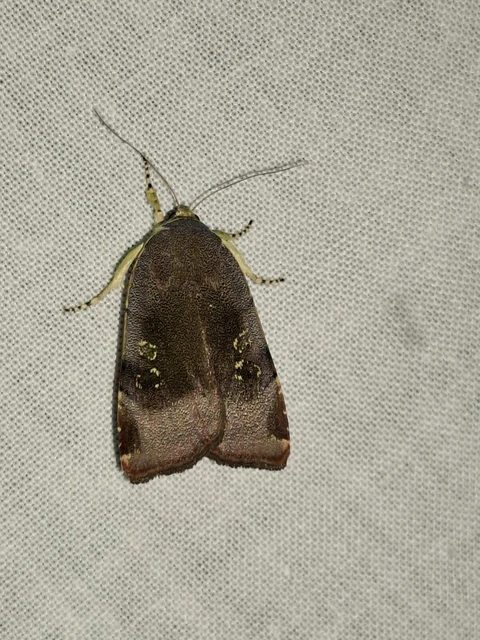 Noctua janthe/janthina