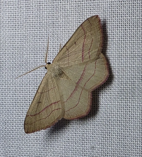 Rhodostrophia vibicaria - pirosszélű araszoló