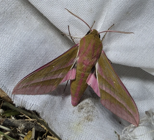 Deilephila elpenor - szőlőszender