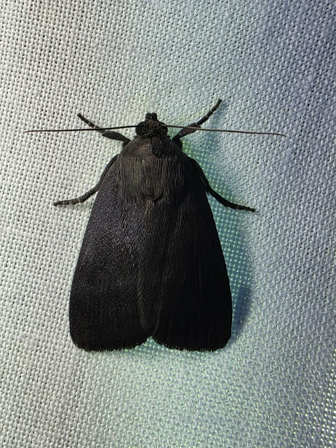Amphipyra livida - zsírfényű bagoly