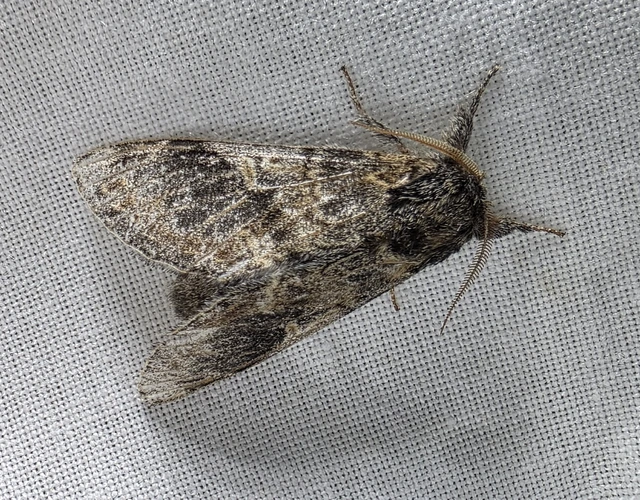 Notodonta tritophus - tarajos púposszövő