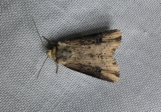 Axylia putris - vonalkás földibagoly