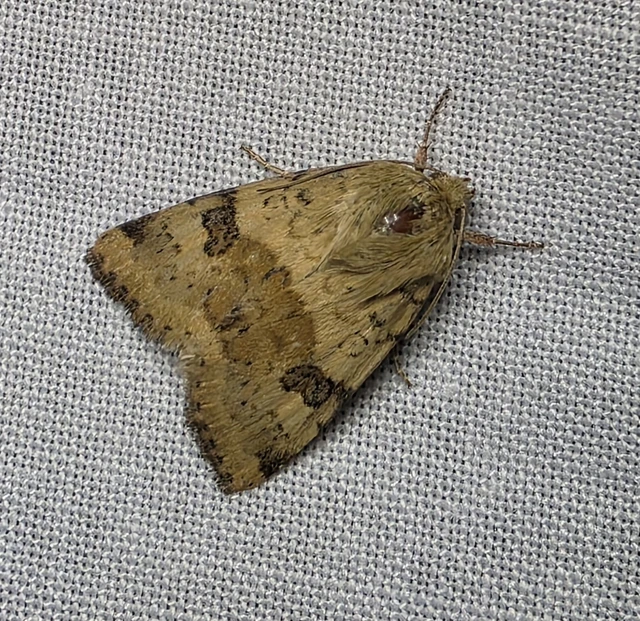 Heliothis viriplaca - mácsonyabagoly
