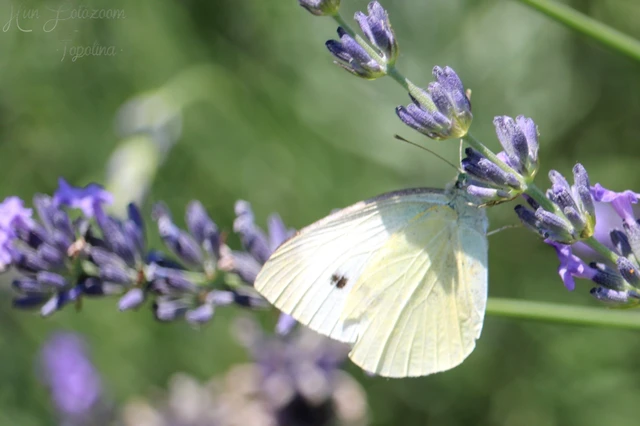 Pieris rapae - répalepke