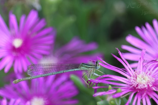 Platycnemis pennipes - széleslábú szitakötő