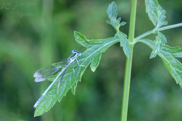 Platycnemis pennipes - széleslábú szitakötő