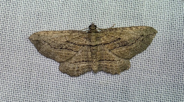 Horisme corticata - barna iszalagaraszoló
