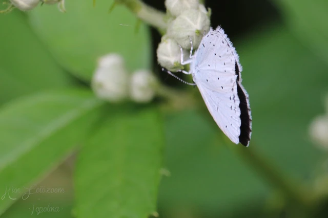 Celastrina argiolus - bengeboglárka