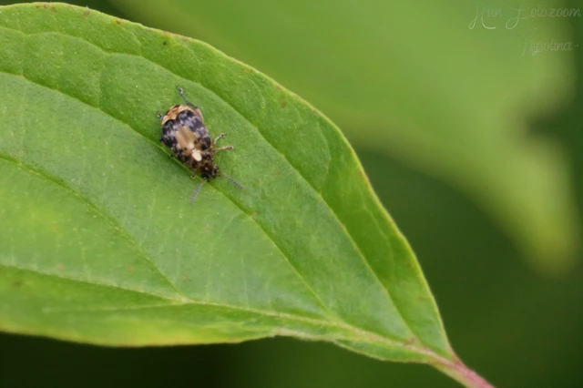 Megabruchidius dorsalis - foltoshátú lepényfazsizsik