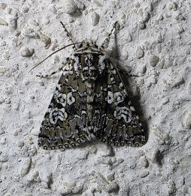 Lamprosticta culta - hármasfoltú bagoly
