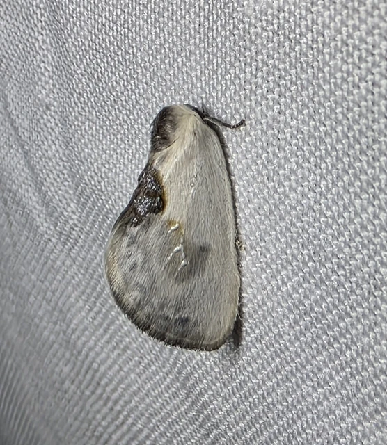 Cilix glaucata - törpe sarlósszövő