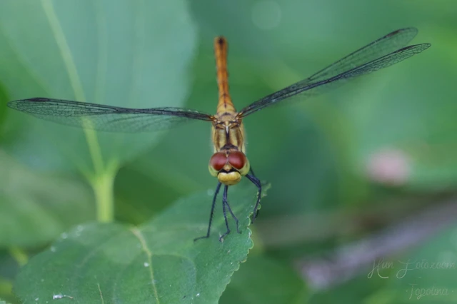 Sympetrum sanguineum - vörös katona-szitakötő Sympetrum sanguineum - vörös katona-szitakötő