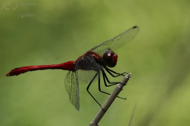 Sympetrum sanguineum - vörös katona-szitakötő Sympetrum sanguineum - vörös katona-szitakötő